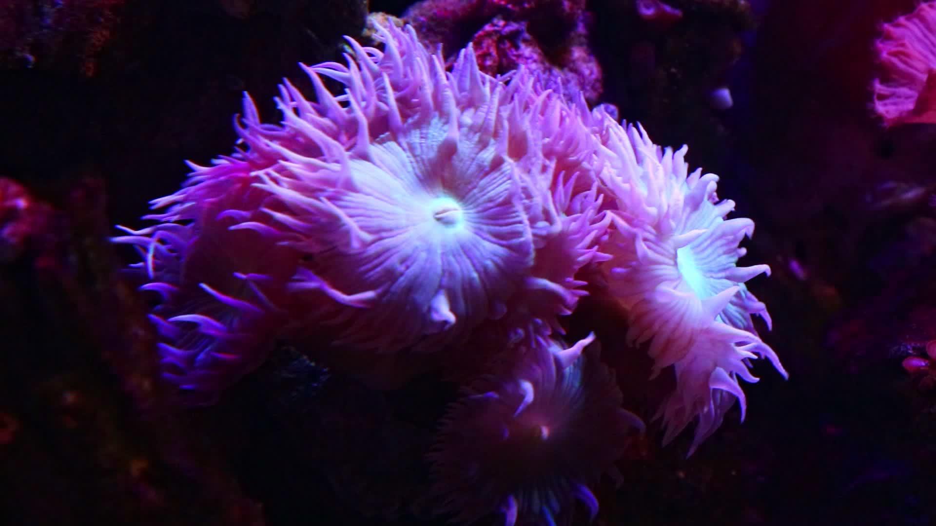 红水母深在海水中视频的预览图