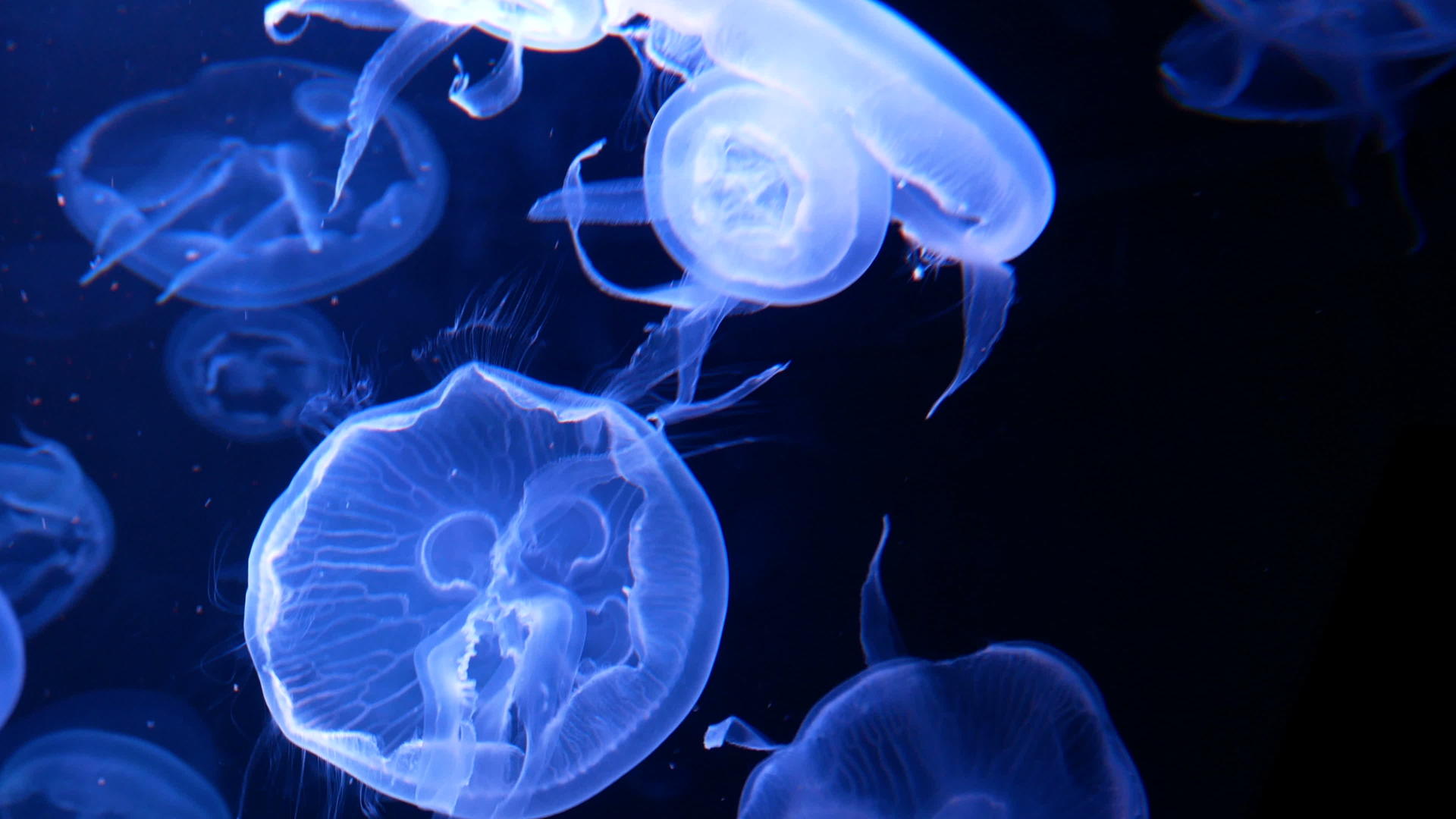 4K一群荧光水母在水族馆的水池中游泳透明水母水下镜头和透明水母水下镜头视频的预览图