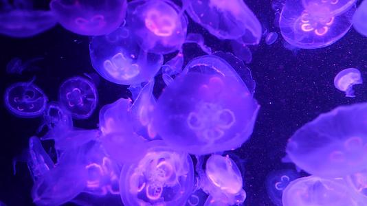 闪亮而充满活力的荧光水母在水下发光深色霓虹灯动态脉动视频的预览图