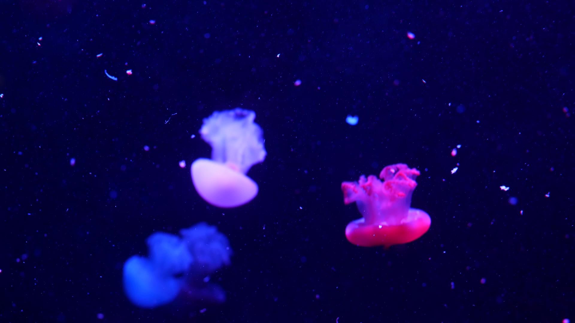 闪亮而充满活力的荧光水母在水下发光深色霓虹灯动态脉动视频的预览图