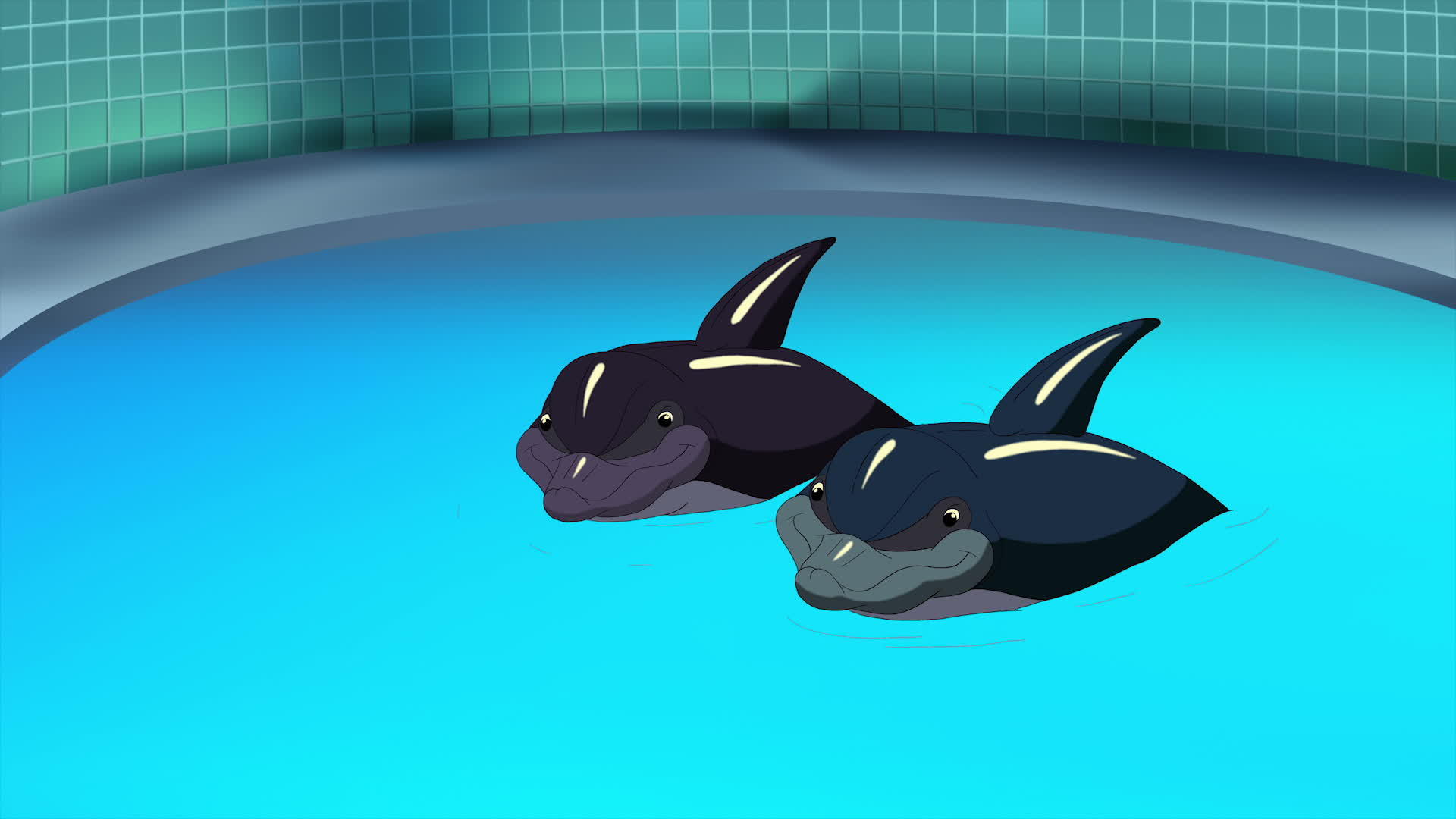 两只有趣的海豚视频的预览图