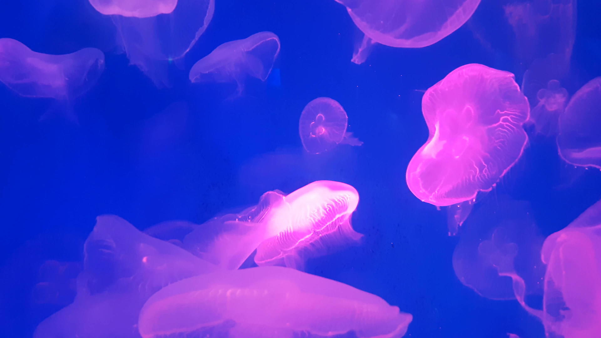 4K一群荧光粉红色水母在水族馆水池里游泳视频的预览图