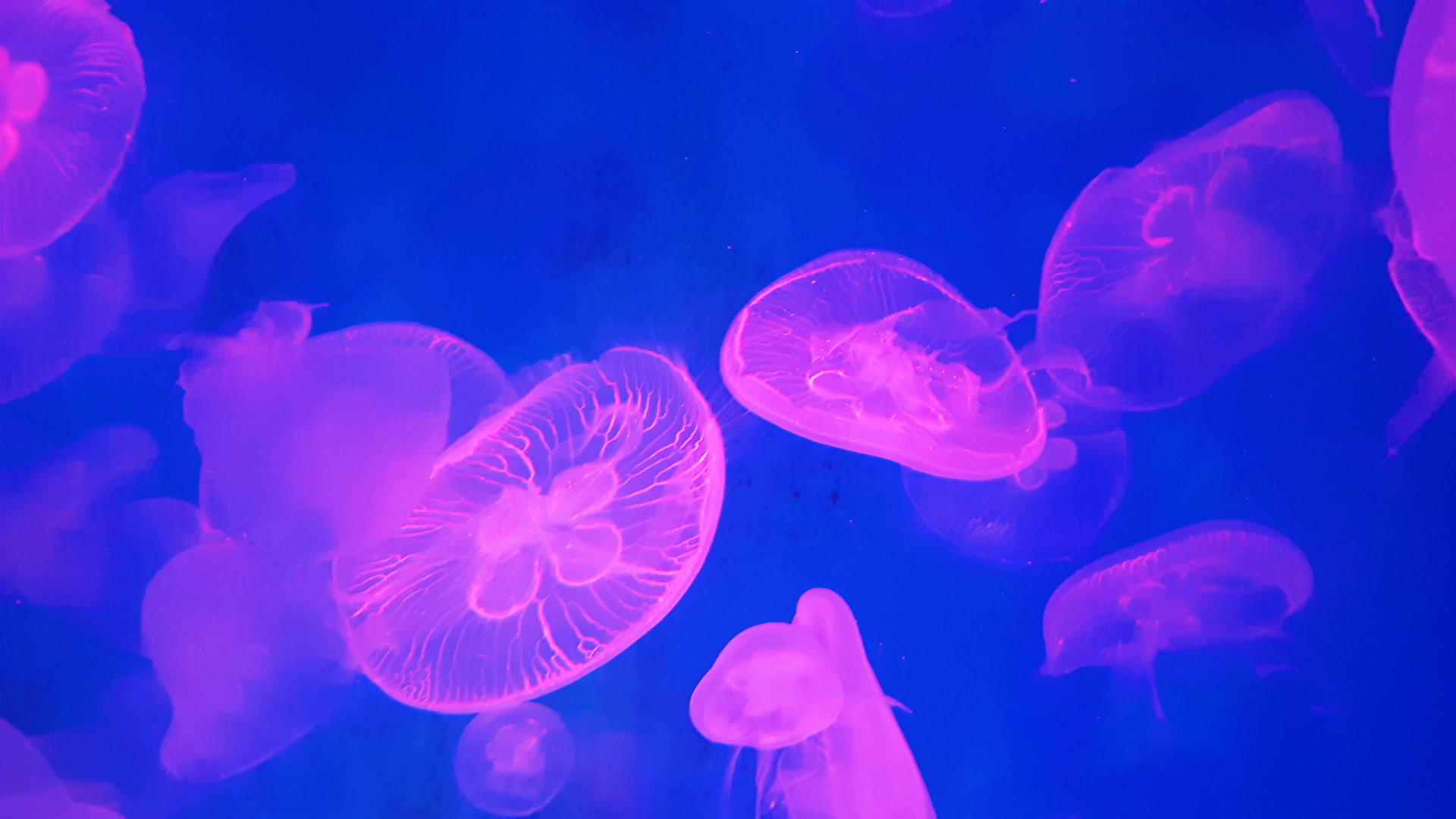 4K一群荧光粉红色水母在水族馆水池里游泳视频的预览图
