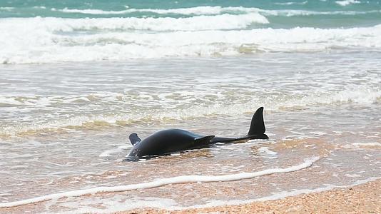 死瓶鼻海豚的尸体被困在海滩上视频的预览图