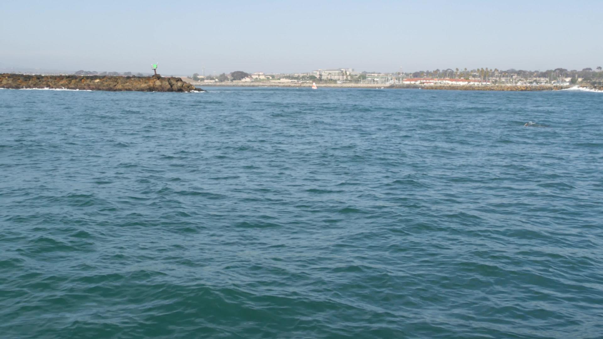 在南加州观鲸之旅中从船上看普通海豚在开阔水域观赏视频的预览图