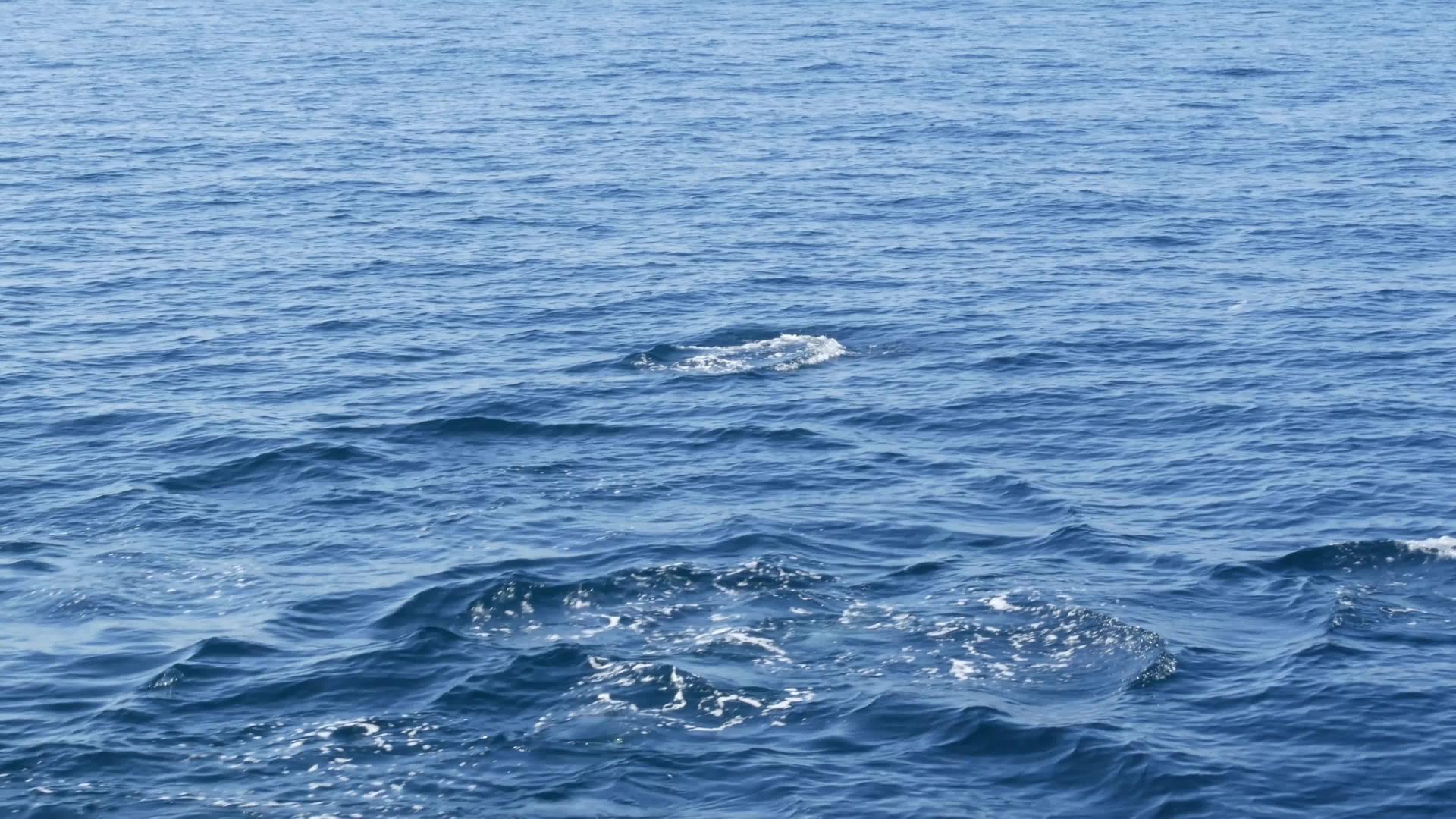 在南加州观鲸之旅中从船上看普通海豚在开阔水域观赏视频的预览图