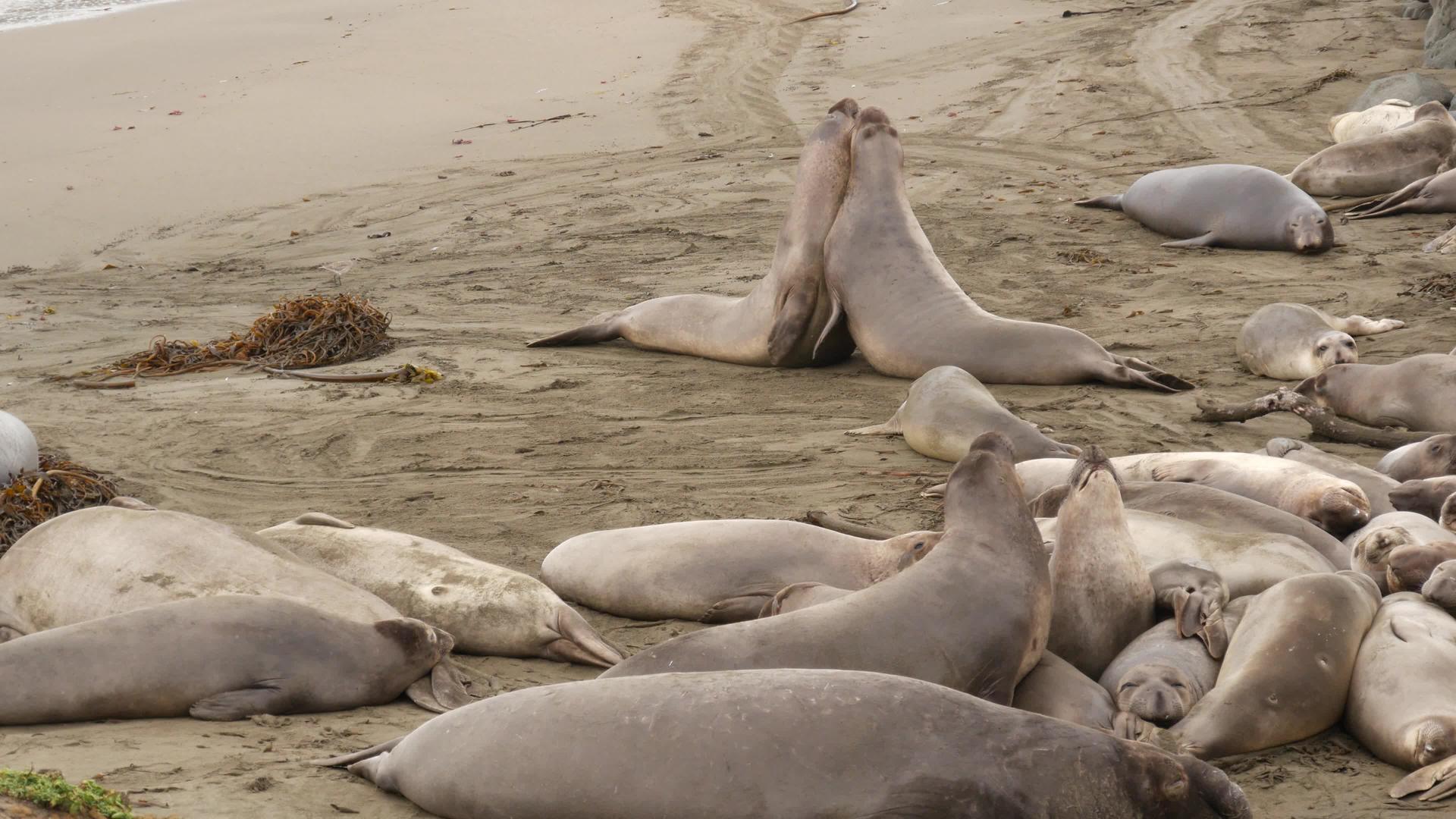 在加利福尼亚州圣西蒙的太平洋海滩上有趣的懒惰像海豹视频的预览图