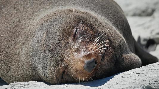 睡在南岛的毛皮海豹Kaikoura炎热的阳光下的海滩视频的预览图