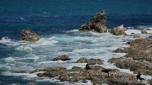新西兰南部岛屿Kaikoura在岩石上休息视频的预览图