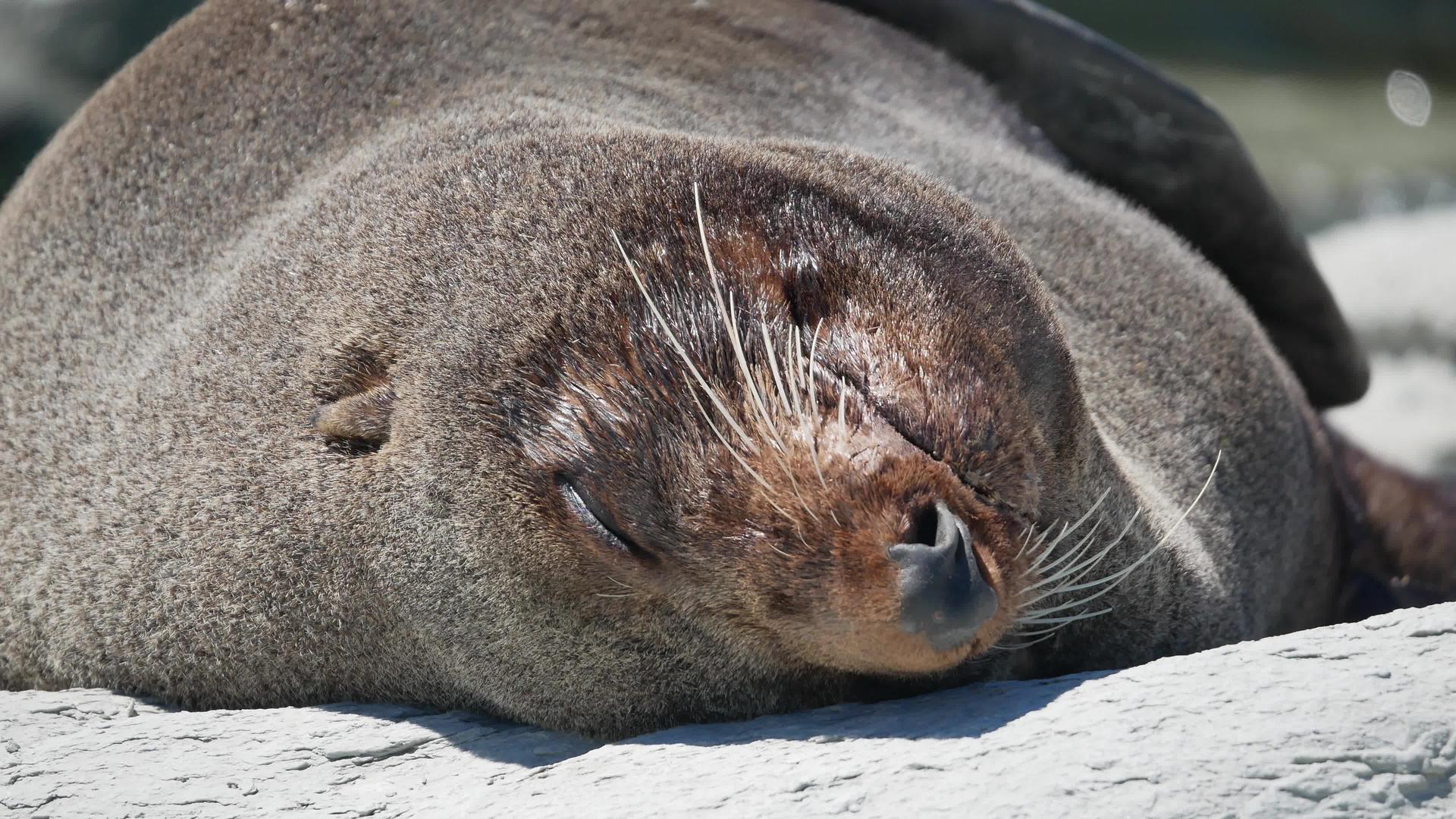 在南岛Kaikoura在海滩上睡觉时封住海豹的头部视频的预览图