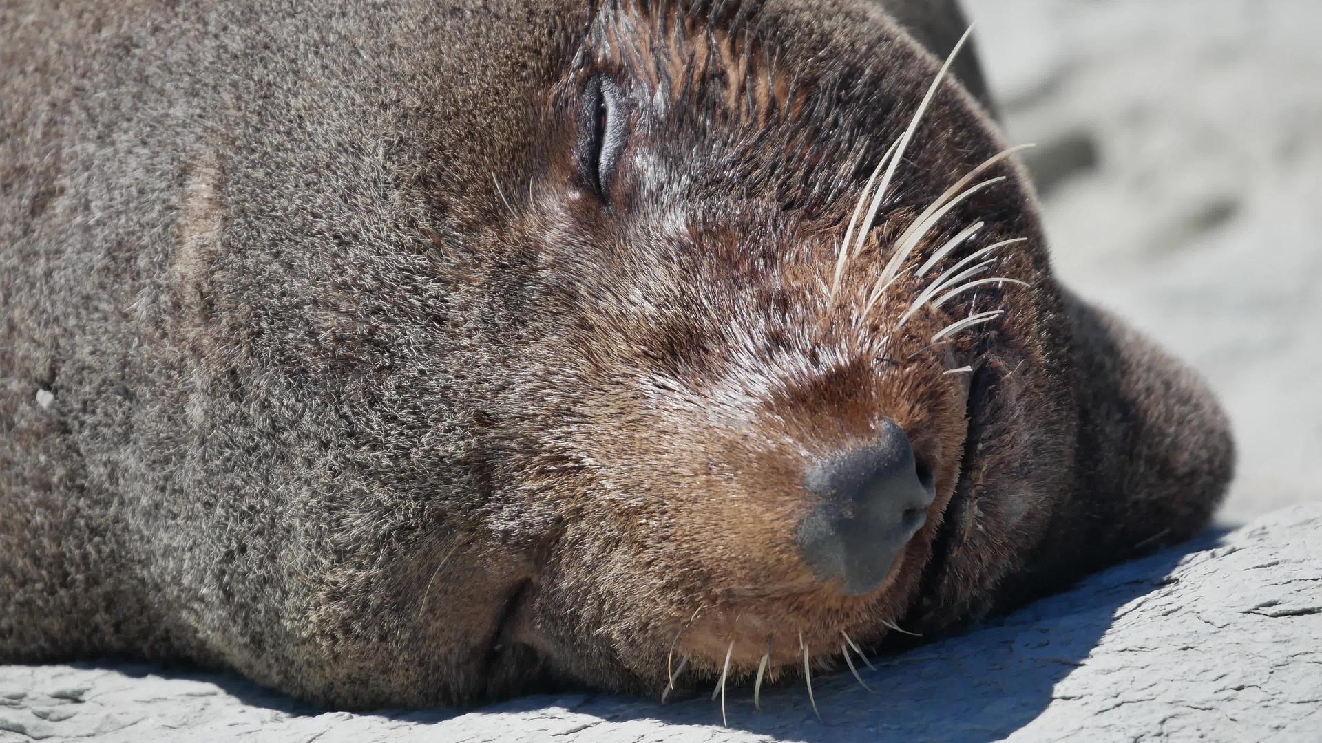 在南岛Kaikoura睡觉时闭上海豹脸的微笑视频的预览图