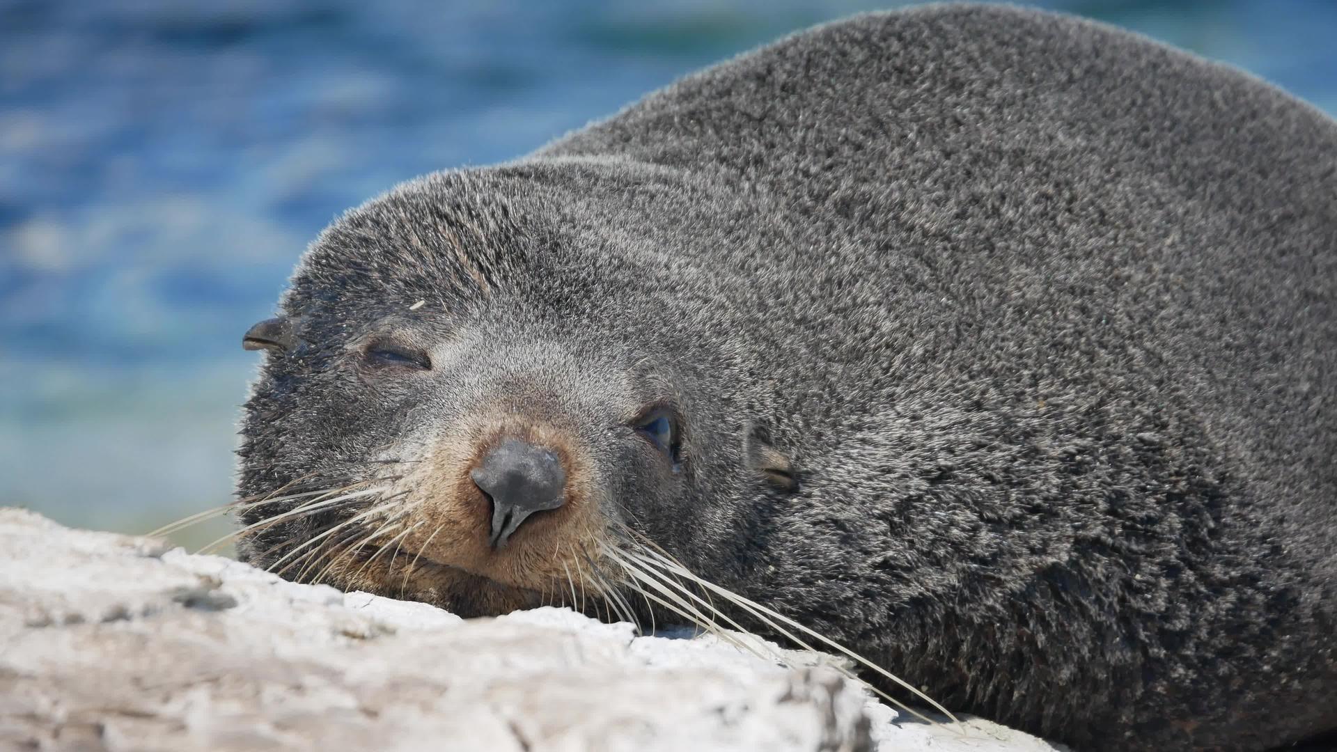 在南岛Kaikoura海豹在附近睡觉时睁开眼睛一段时间视频的预览图