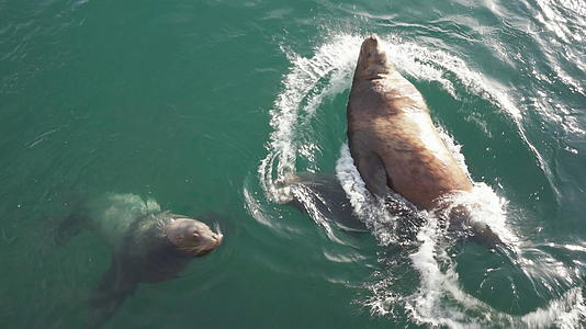 海洋哺乳动物头海狮在太平洋水域游泳视频的预览图
