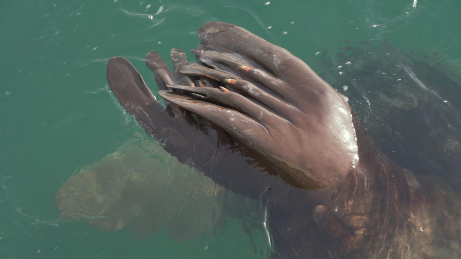 海狮海洋野生动物牛头海狮海狮在太平洋游泳视频的预览图