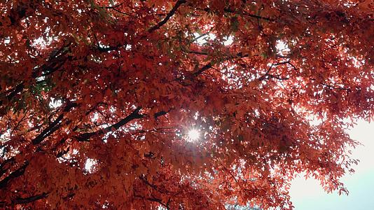 4k秋季红叶视频的预览图