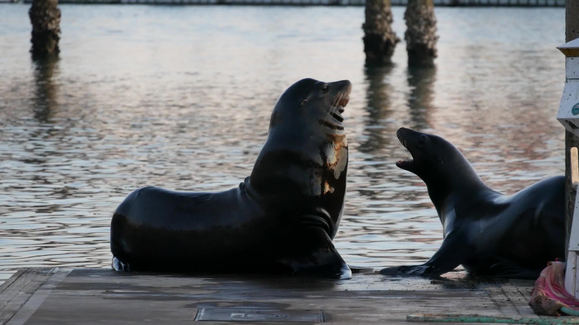 加利福尼亚码头上的海狮栖息地视频的预览图