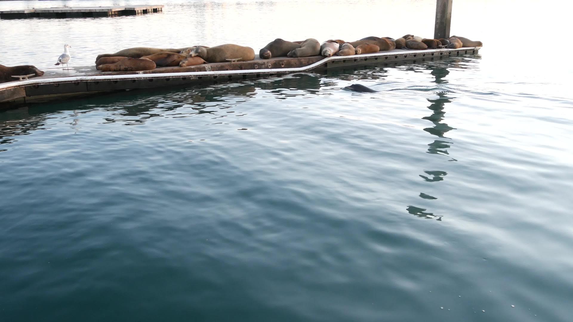 加利福尼亚码头上的海狮栖息地视频的预览图