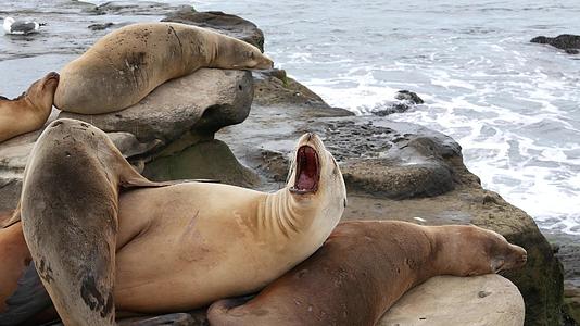 海狮顽皮的野耳海豹在拉霍亚岩石上视频的预览图