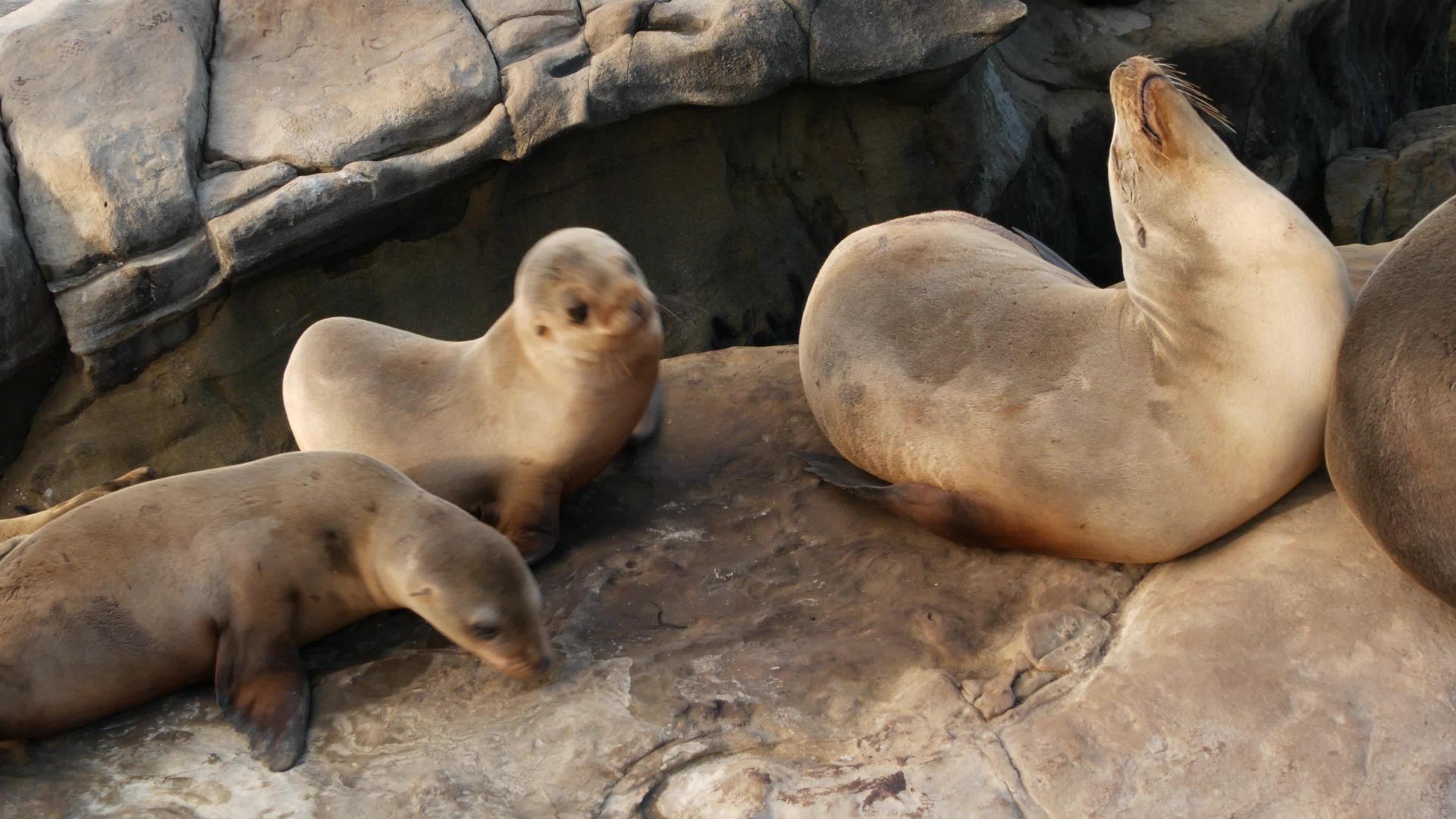 海狮顽皮的野耳海豹在拉霍亚岩石上视频的预览图