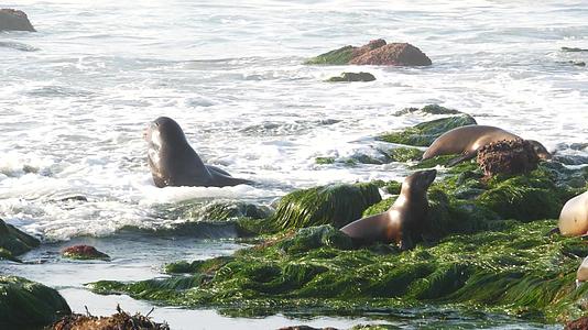 海狮顽皮的野耳海豹在拉霍亚岩石上爬行视频的预览图