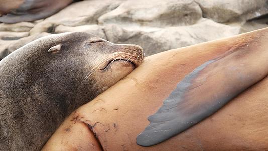 海狮野生耳海豹在拉霍亚岩石上在太平洋附近的石头上休息视频的预览图