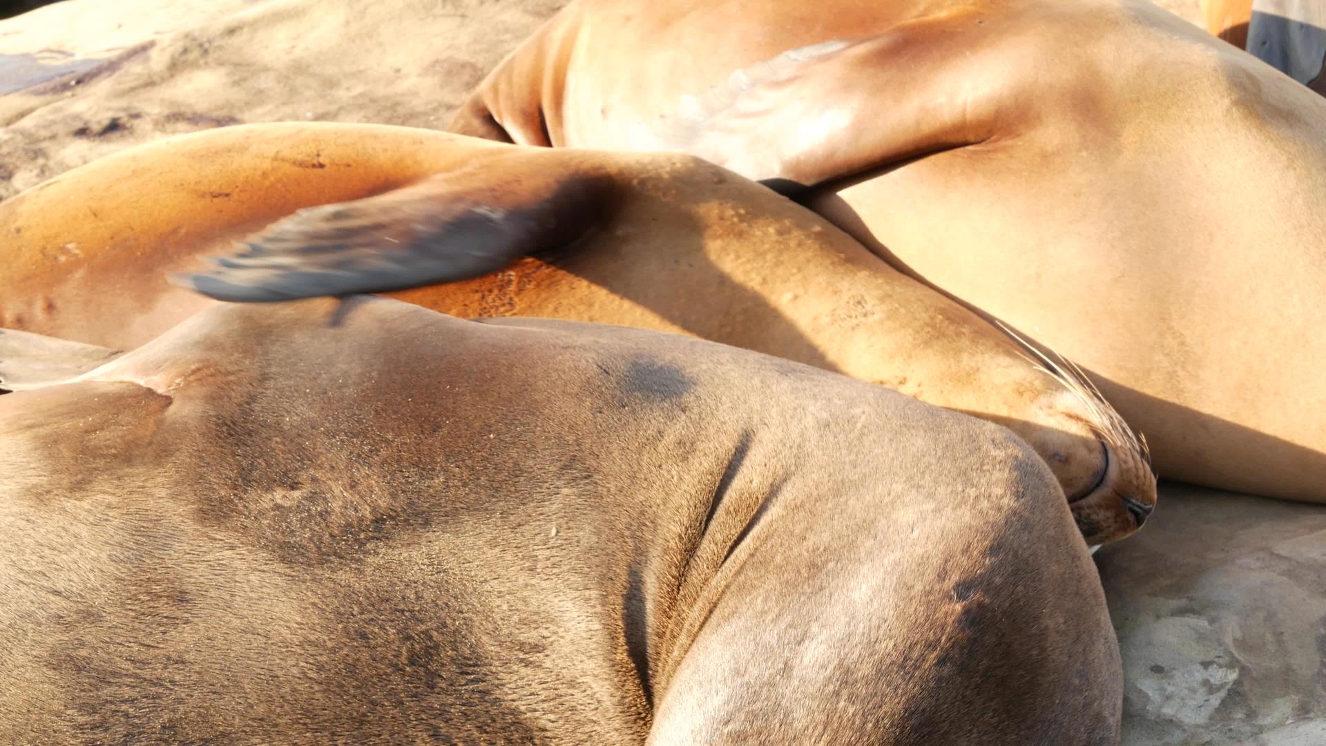 海狮野生耳海豹在拉霍亚岩石上在太平洋附近的石头上休息视频的预览图