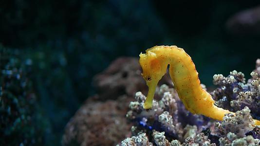 海马在水族馆的珊瑚中特写黄色海马在干净的水族馆水中视频的预览图