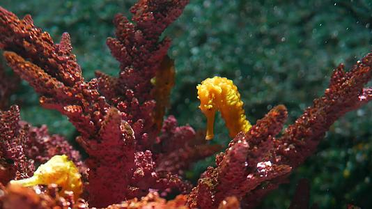 海马在水族馆的珊瑚中特写黄色海马在干净的水族馆水中视频的预览图