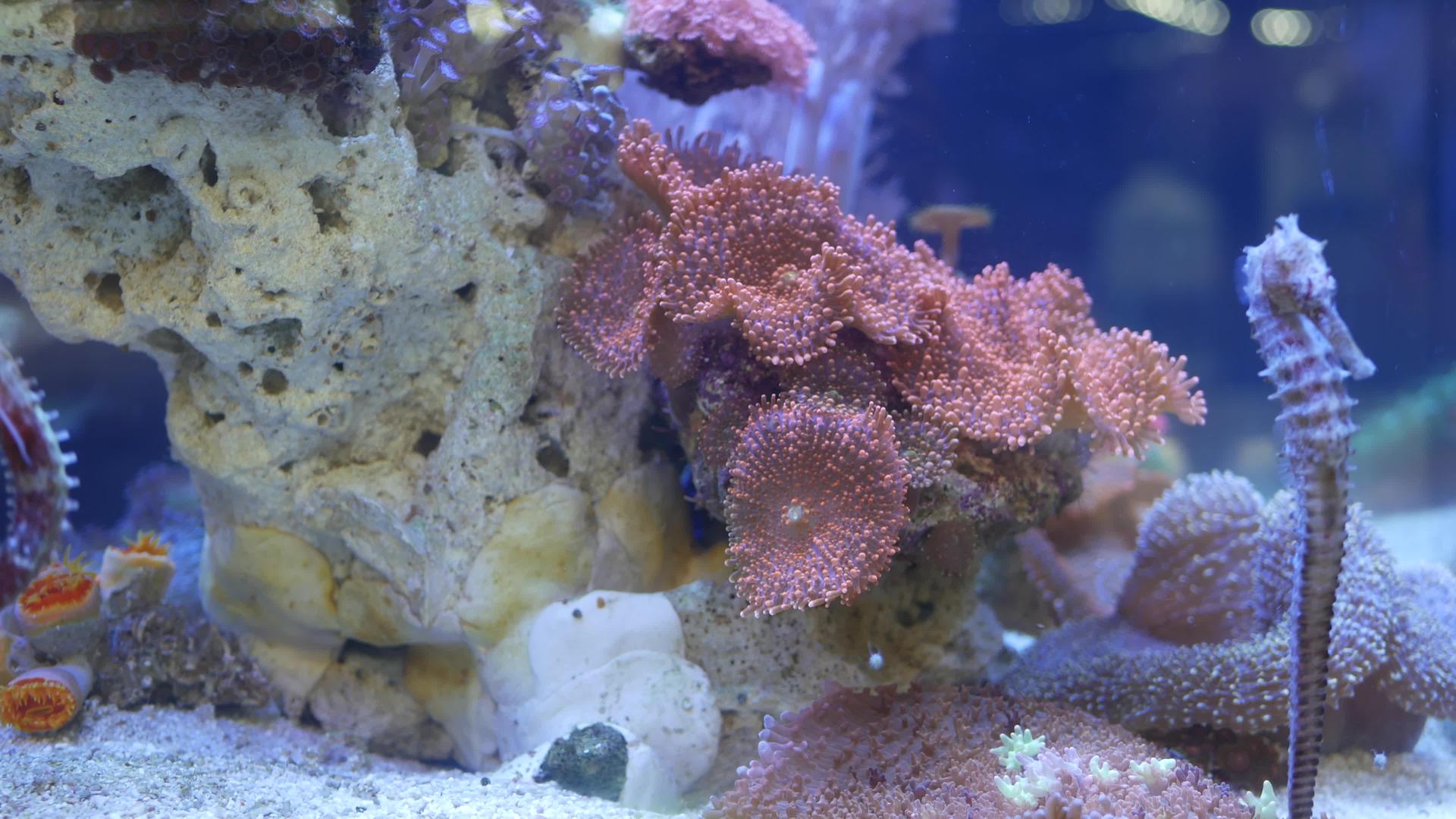 海马在水族馆的珊瑚中关闭在干净的水族馆水中关闭视频的预览图