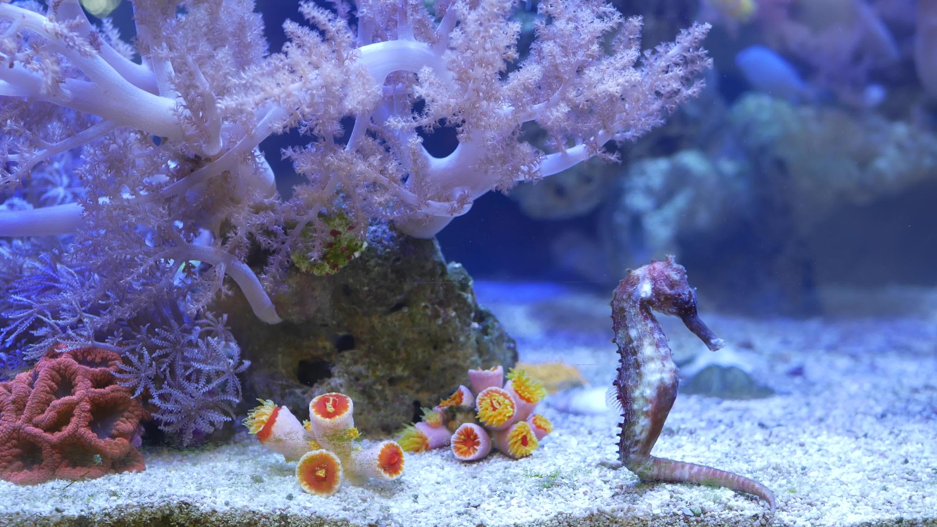 海马在水族馆的珊瑚中关闭在干净的水族馆水中关闭视频的预览图