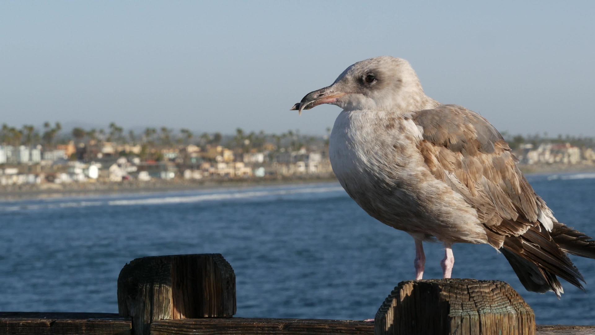 海鸥在木头码头的栏杆上鸟儿在海边关闭了加州海滩前的房子视频的预览图