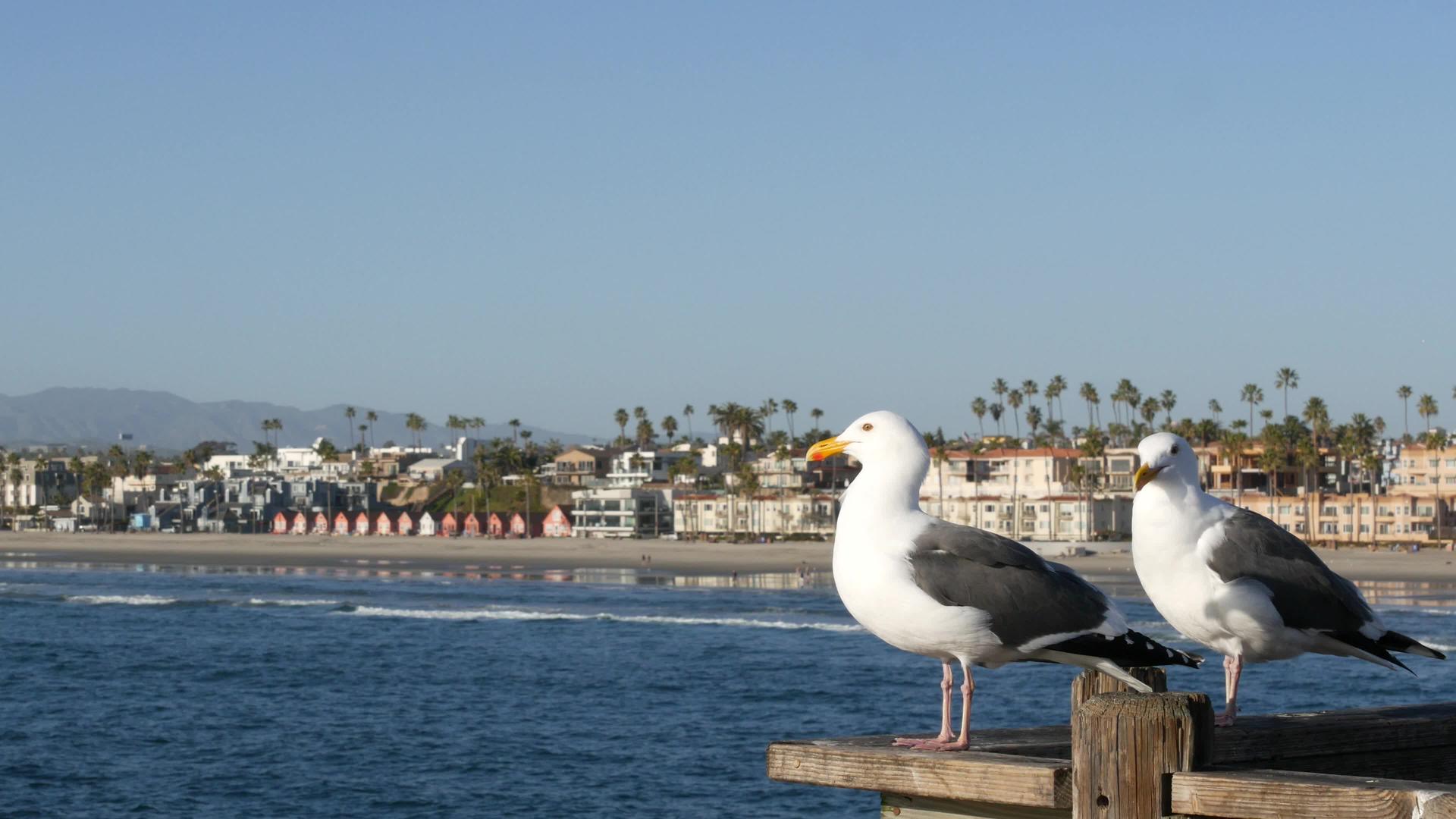 海鸥在木头码头的栏杆上鸟儿在海边关闭了加州海滩前的房子视频的预览图