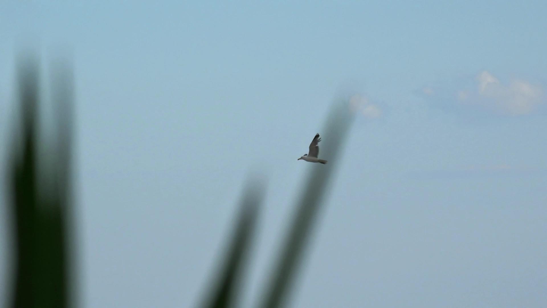 海鸥飞向蓝天4k手持式登山射击视频的预览图