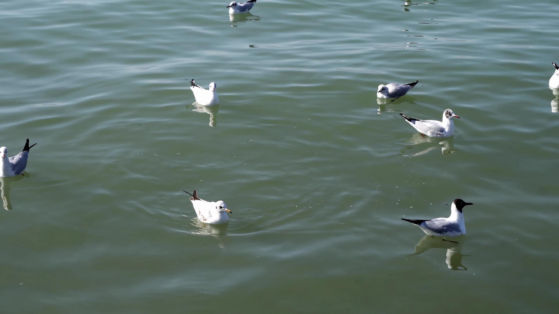 海鸥在平静的湖面上降落视频的预览图