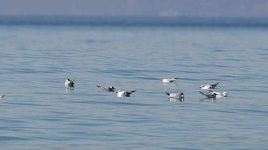海鸥和海鸟漂浮在蓝色的海洋中Larus视频的预览图