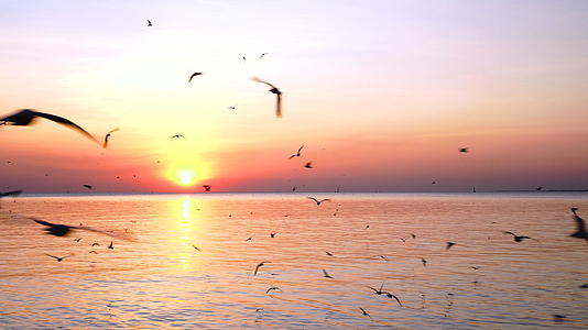 美丽的日落海鸥在暮光之城的魔法时刻飞翔视频的预览图