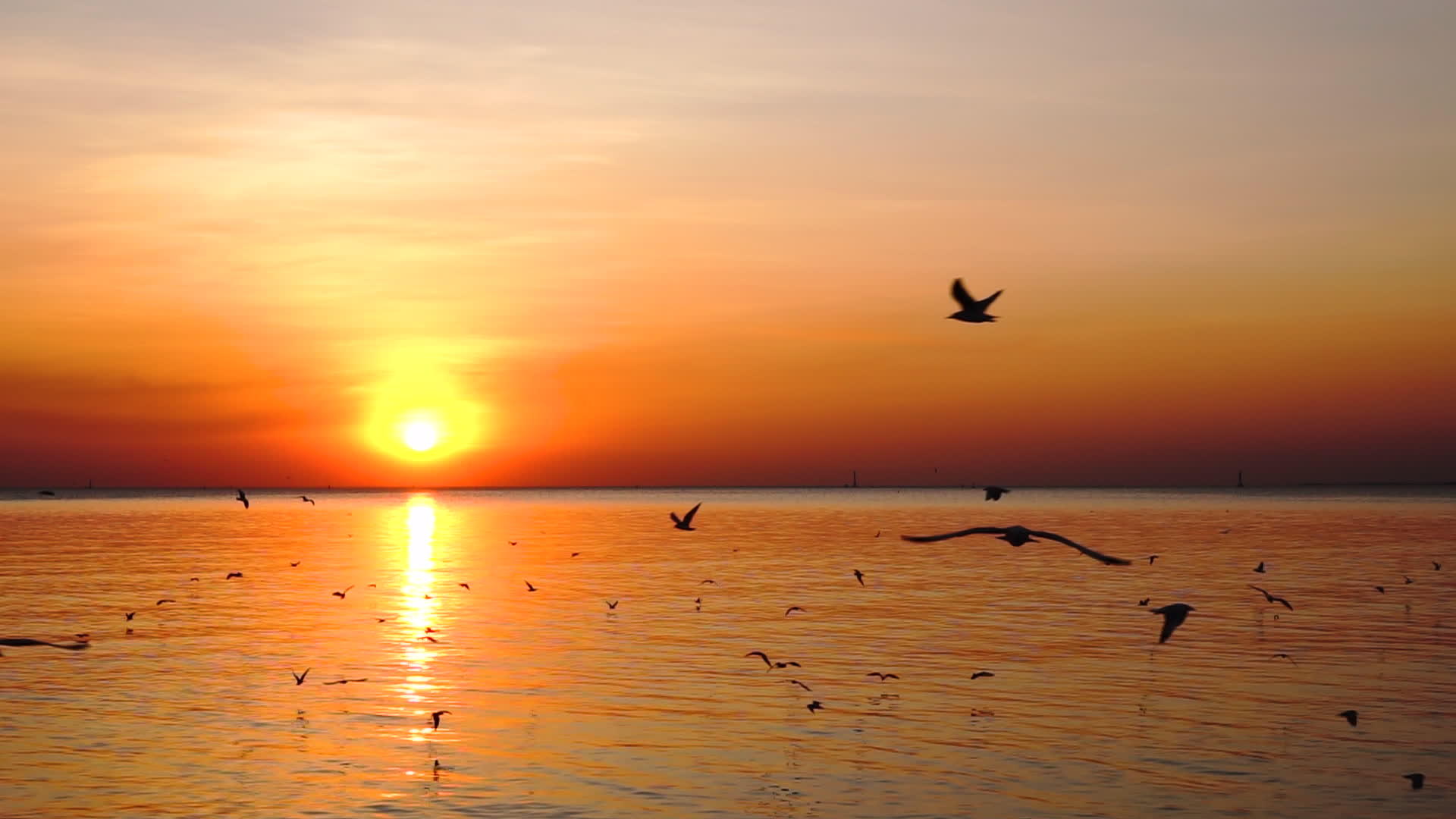 美丽的日落海鸥在黄金时段飞来飞去慢慢移动视频的预览图