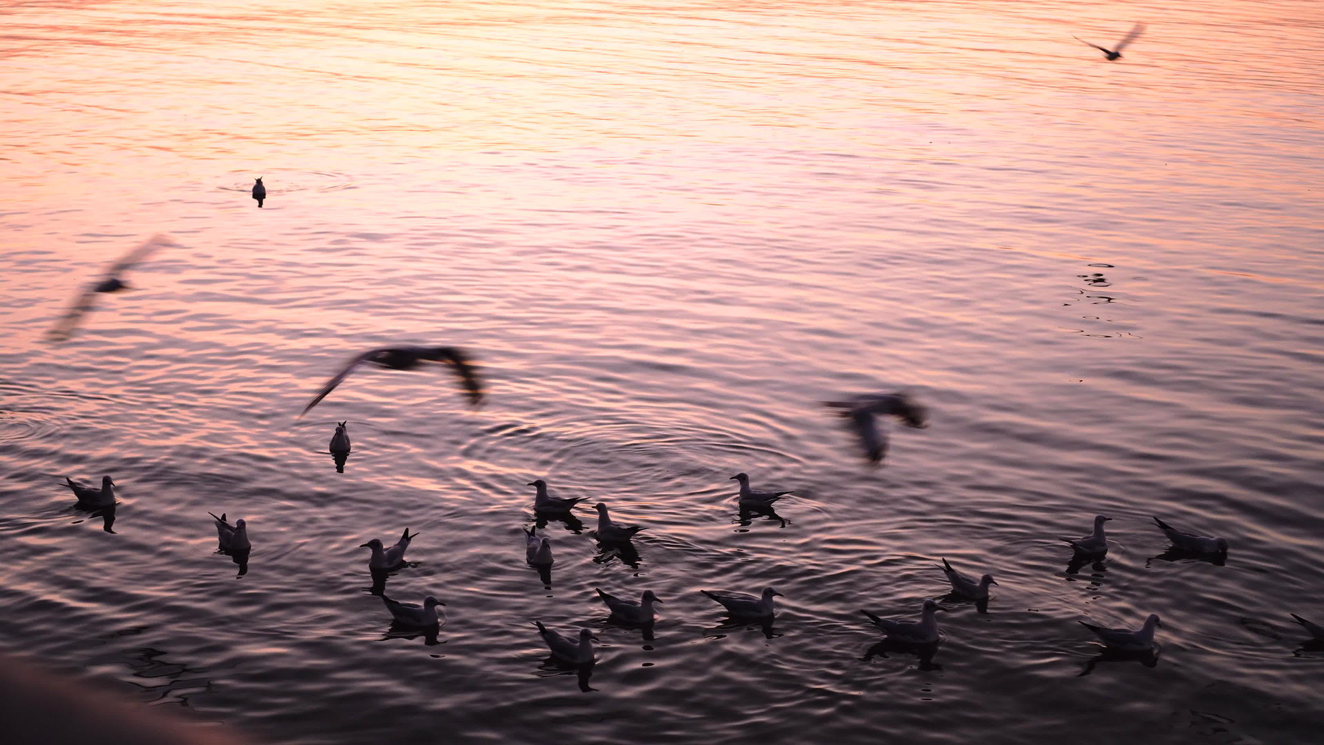 海鸥在黄昏时分在港口和海岸周围飞行视频的预览图