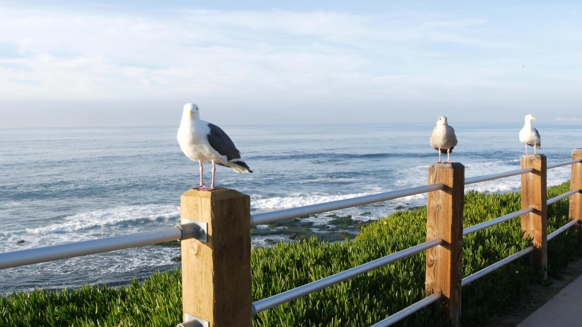 栏杆上有趣的海鸥、海鸥和酸无花果的脸视频的预览图