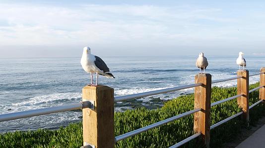 栏杆上有趣的海鸥、海鸥和酸无花果的脸视频的预览图