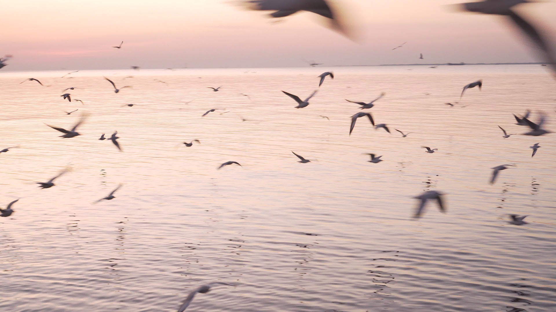 日落时海鸥在港口周围飞来飞去金色的小时视频的预览图