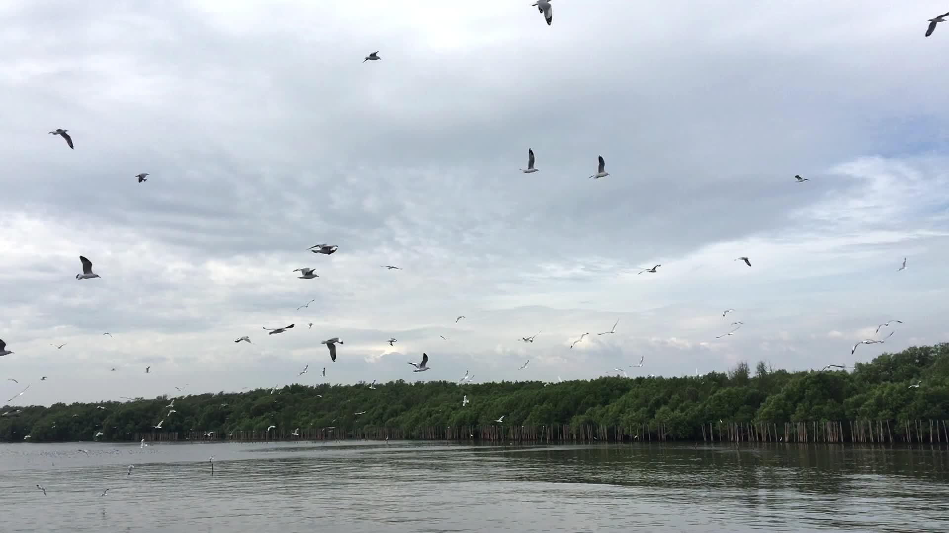 海鸥飞翔寻找食物视频的预览图