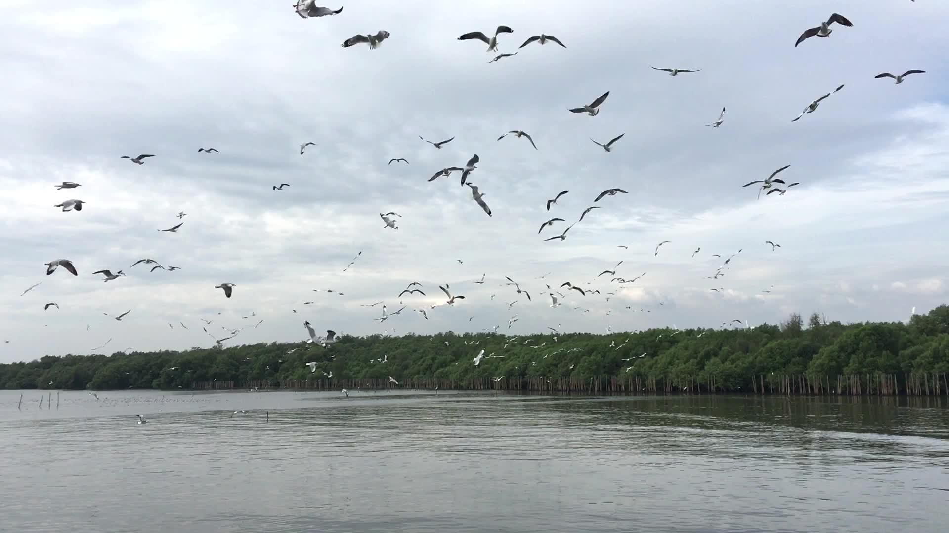 海鸥飞翔寻找食物视频的预览图