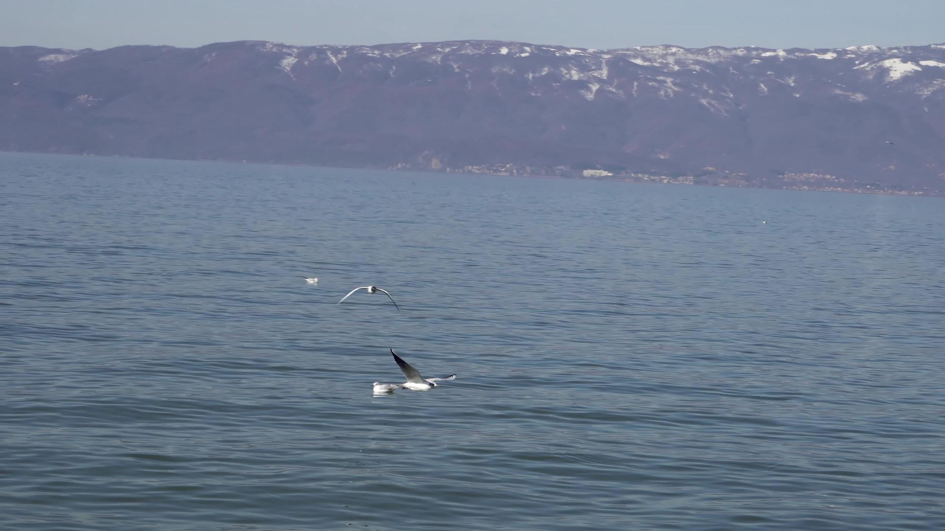 海鸥飞越奥赫里德湖视频的预览图
