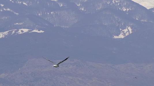鸟儿飞越奥赫里德湖表面视频的预览图