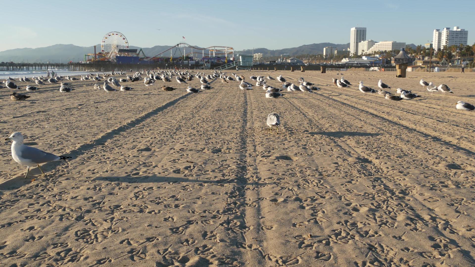 加州海滩上阳光明媚的海鸥圣莫尼卡太平洋度假胜地码头视频的预览图
