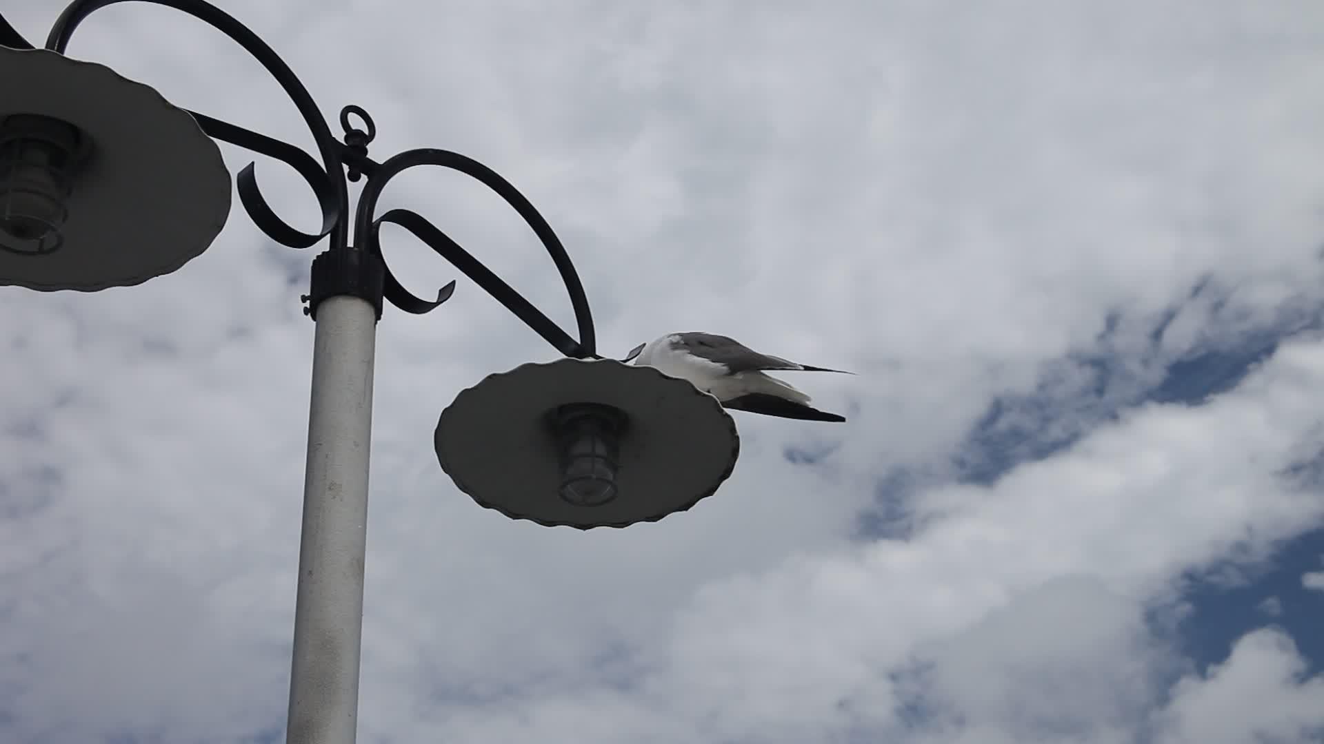 坐在灯杆上的海鸥视频的预览图