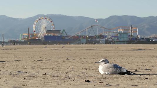 加州海滩上阳光明媚的海鸥圣莫尼卡太平洋度假胜地码头视频的预览图