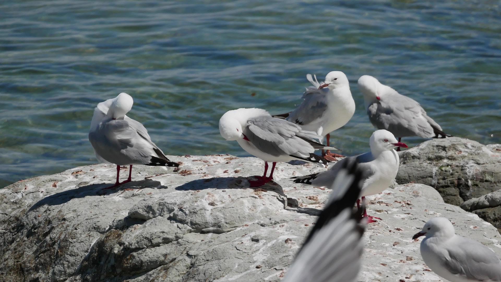 南岛Kaikoura海鸥在海滩岩石上视频的预览图