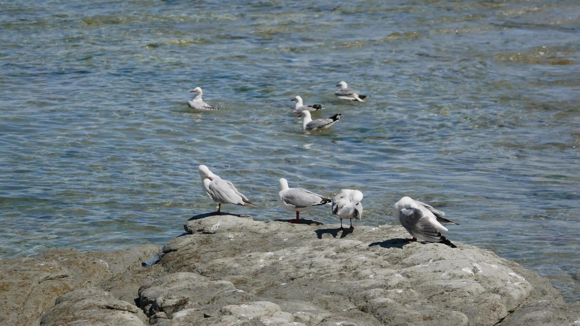 海鸥站在岩石上在南岛上Kaikoura在海滩游泳视频的预览图